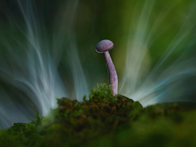 Póster Amethyst  deciever mushroom with smoke in background