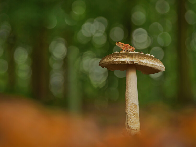 Póster Grisette mushroom with young Common toad on top