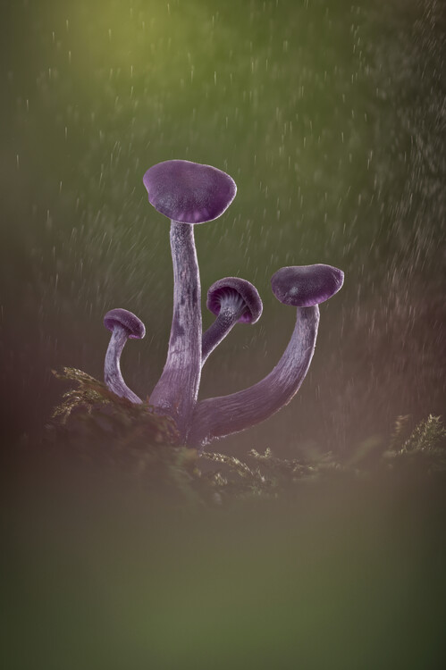 Póster Amethyst deciever mushrooms