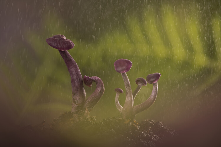 Póster Amethyst deciever mushrooms