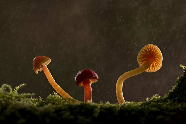 Póster Waxcap mushrooms
