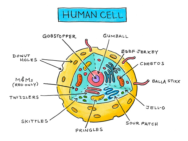 Plakat Human Cell Candy