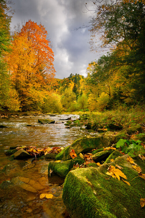 Poster Autumn river