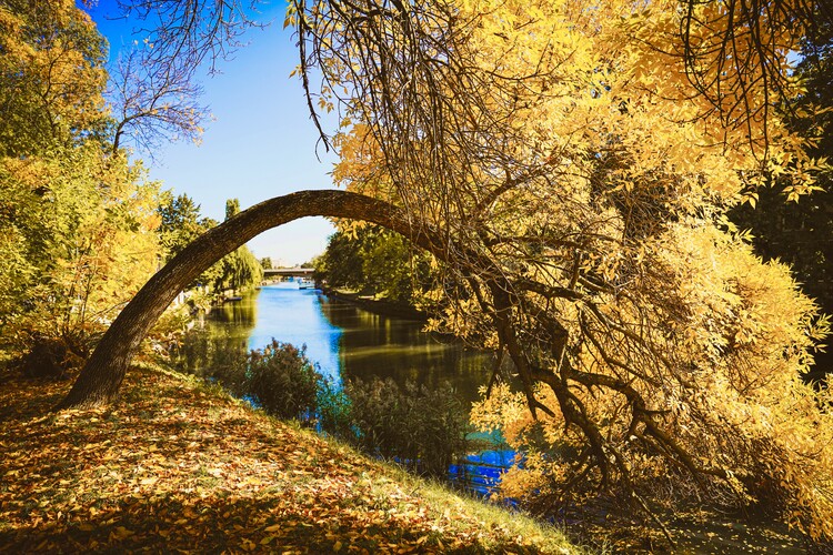 Poster Baum in der Herbstlandschaft