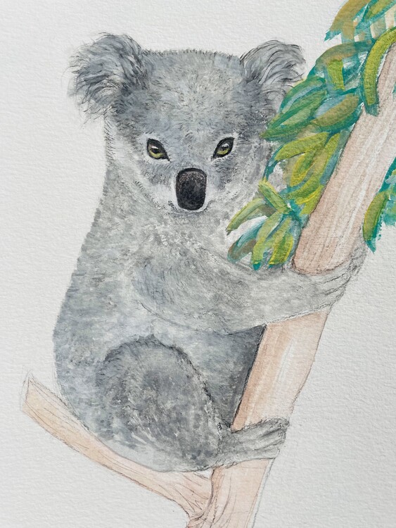 Poster Koala