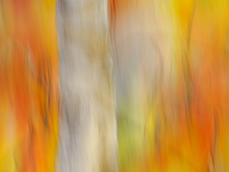 Poster Abstract autumn trees