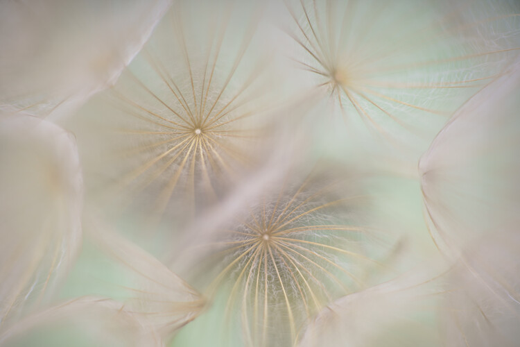 Poster Abstract seedhead
