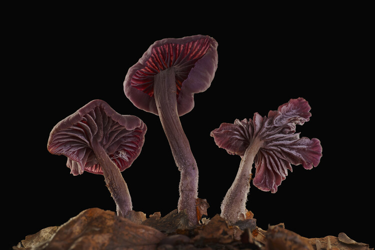 Póster Amethyst deciever mushrooms