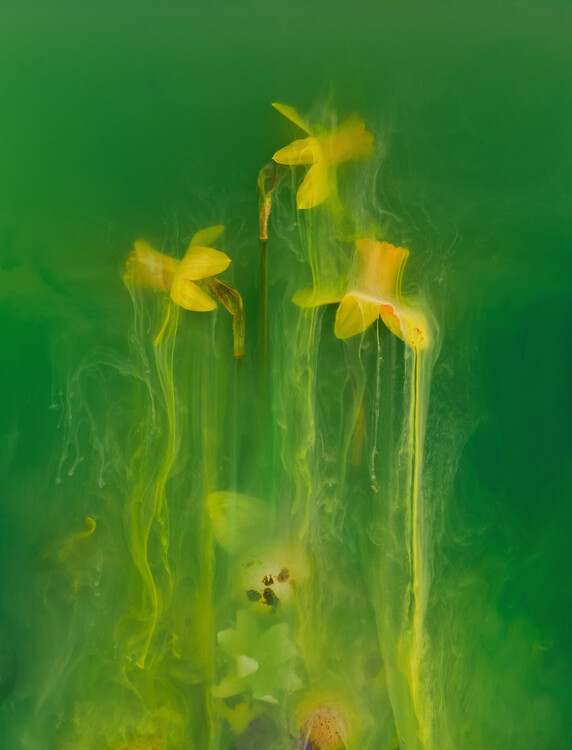 Плакат Submerged daffodils