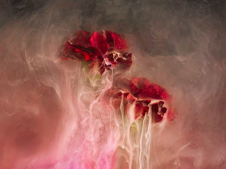 Плакат Red Carnations submerged