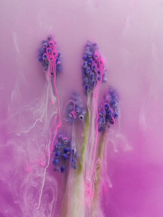 Poster Grape HYacinths submerged in water and inks