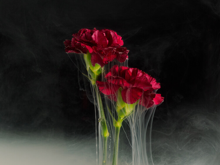 Плакат Red Carnations submerged in water with milk