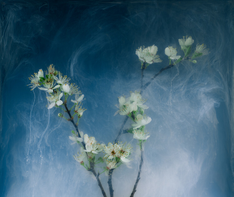 Плакат Blackthorn submerged in water with ethereal inks