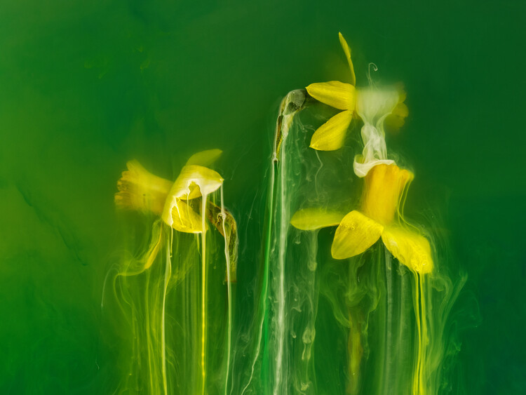 Плакат Daffodils submerged in water with green and yellow inks