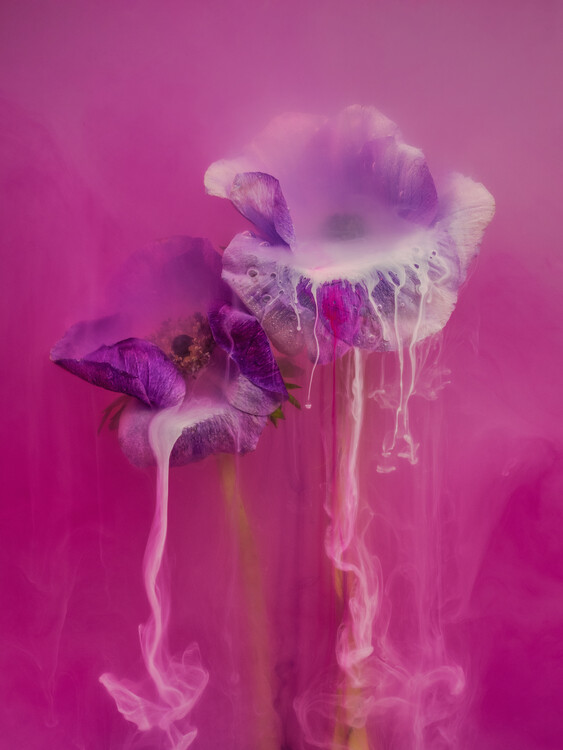 Плакат Anemone flowers submerged in water, milk and inks