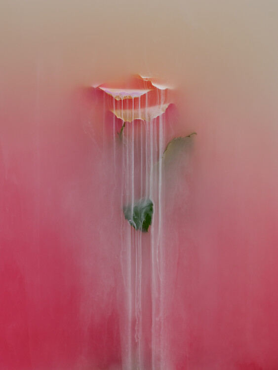 Плакат Orange rose  flower submerged in water, milk and inks