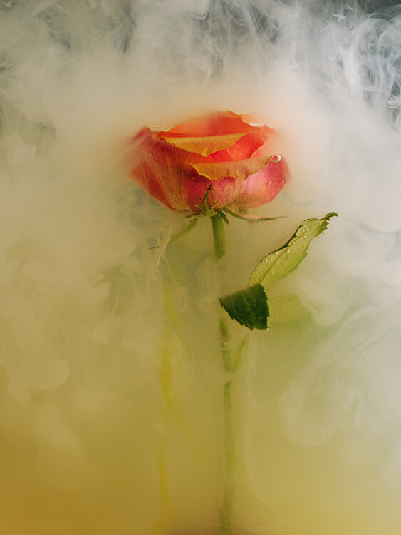 Плакат Orange rose  flower submerged in water, milk and inks