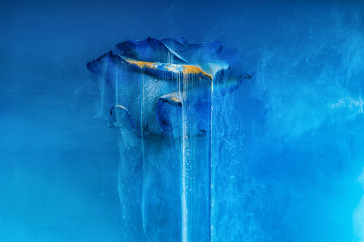 Poster Blue rose  flower submerged in water, milk and inks