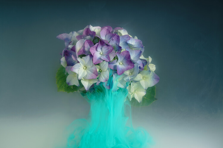 Плакат Hydrangea  flowers submerged in water, milk and inks