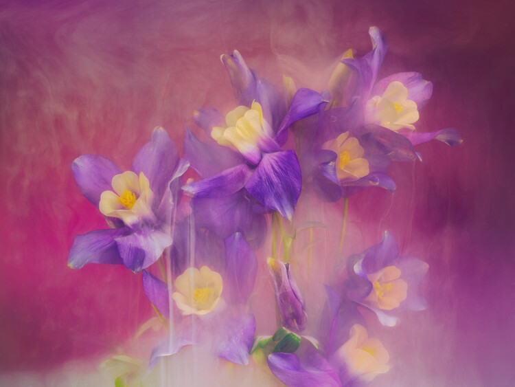 Плакат Aquilegia  flowers submerged in water, milk and inks