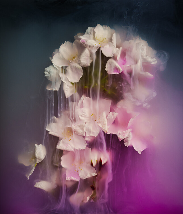 Плакат Blossom  flowers submerged in water, milk and inks