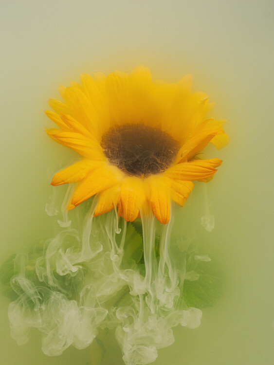 Плакат Sunflower  submerged in water, milk and inks