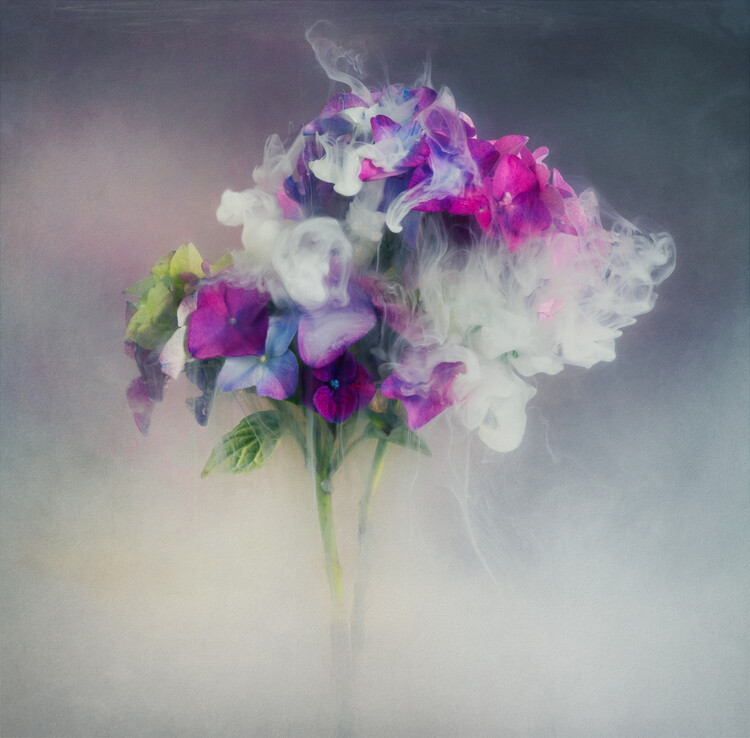 Плакат Hydrangea  flowers submerged in water, milk and inks
