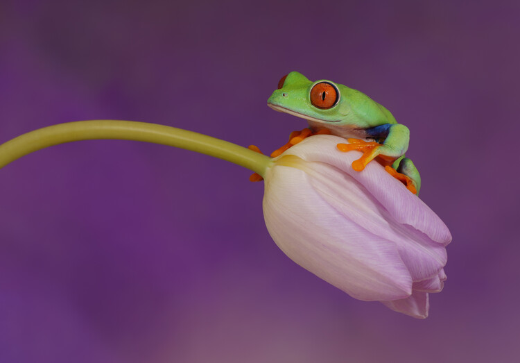 Poster Red eyed tree frog on pink tulip
