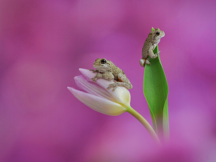 Poster two grey tree frogs say on pink tulip
