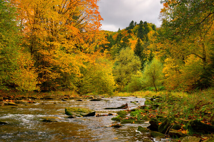 Poster Autumn river 2