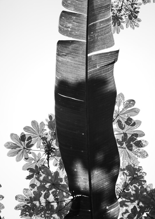 Poster A Long Leaf & Flower Patterns