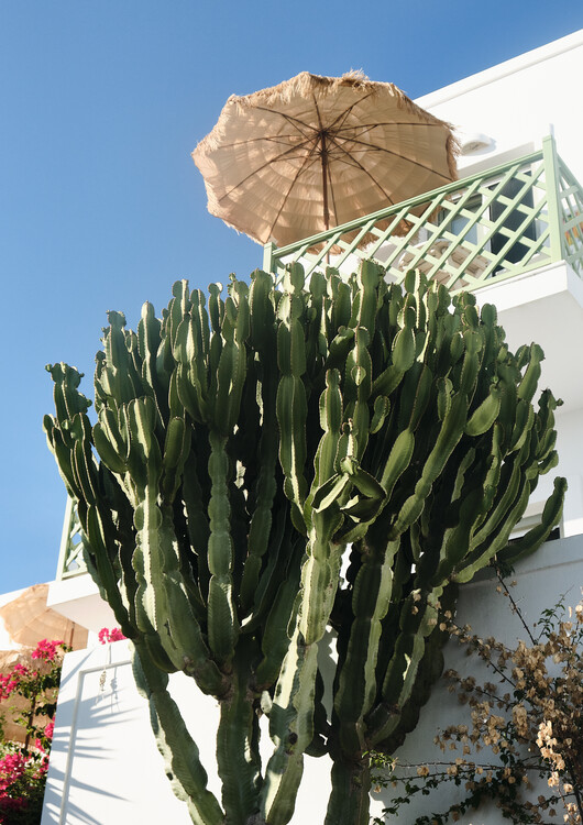 Poster A Giant Cactus At The Perfect Holiday Spot