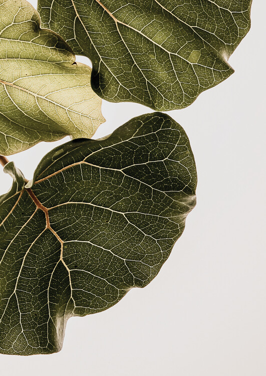 Levně Plakát, Obraz - Abutifolia No1, Shot by Clint, 30 × 40 cm