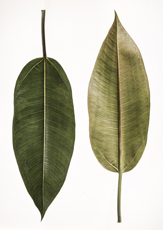 Levně Plakát, Obraz - Leaf Study 05, Shot by Clint, 30 × 40 cm