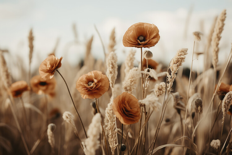 Plakat Orange Poppy Field