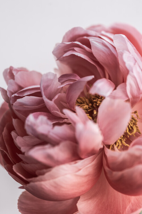 Poster Peony