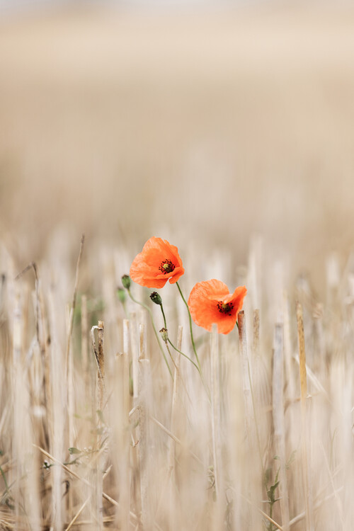 Poster Summer Poppies