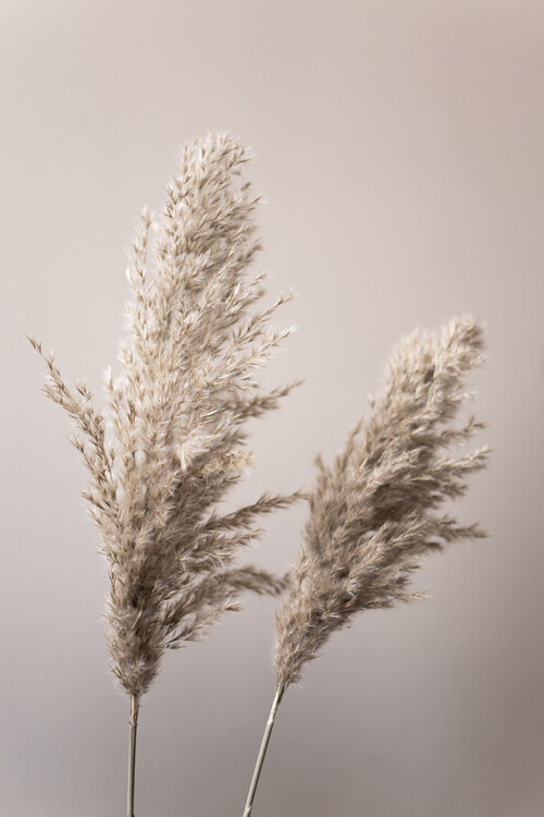Levně Plakát, Obraz - Grass 22X, Mareike Bohmer, 26.7 × 40 cm