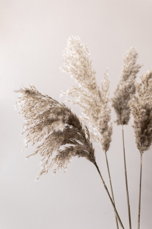 Levně Plakát, Obraz - Grass 24X, Mareike Bohmer, 26.7 × 40 cm