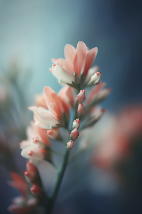 Canvas Print Pastel Pink Beauty