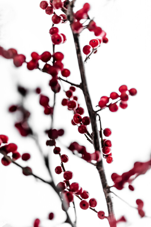 Poster Red Berries 1
