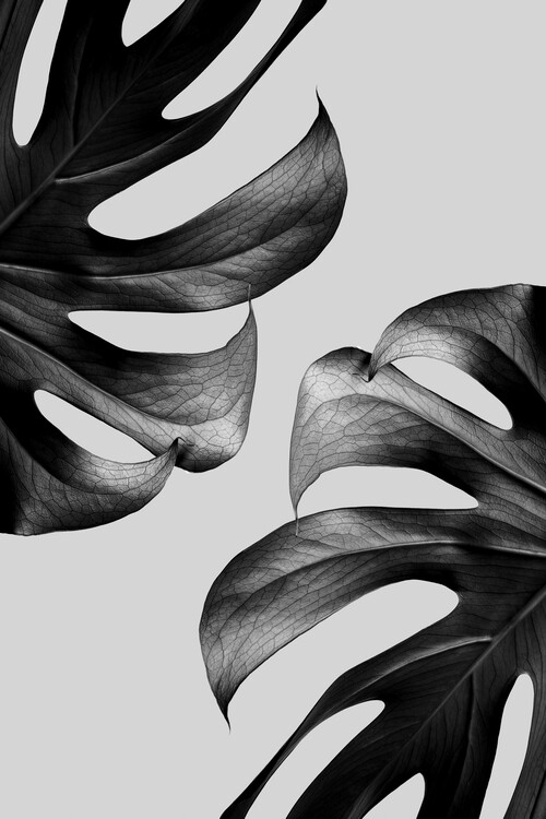 Canvas Print Monochrome Mostera