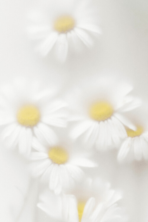Canvas Print Daisies