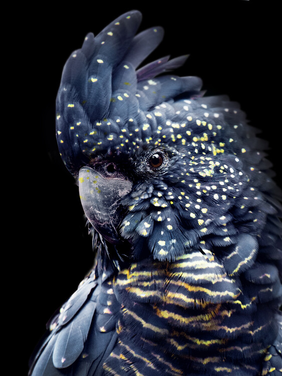Levně Plakát, Obraz - Black Parrot, Lola Peacock, 30 × 40 cm