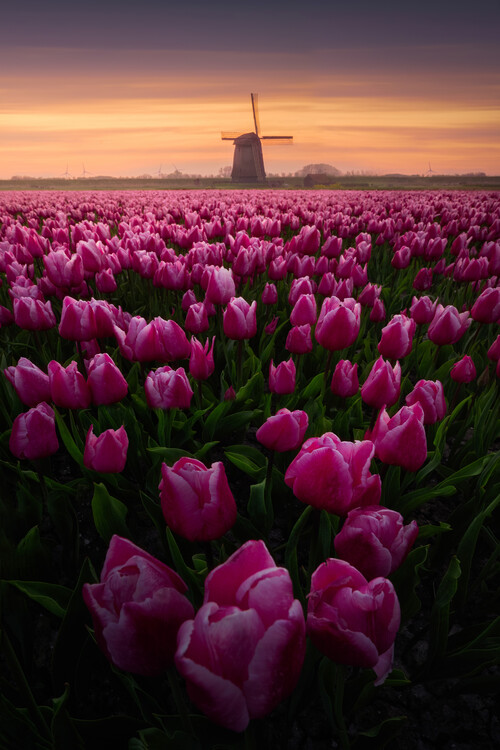 Poster Tulip Mania