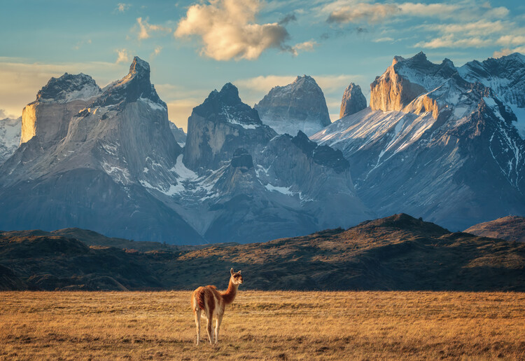 Poster Guanaco
