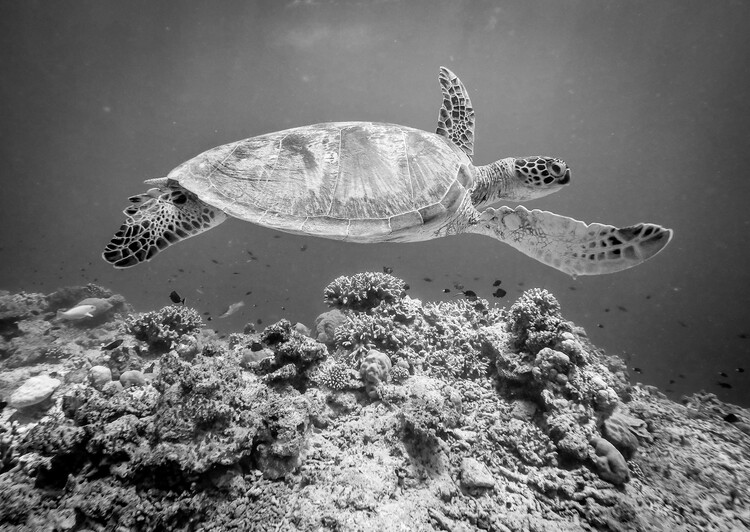 Poster Sea Turtle at Sipadan