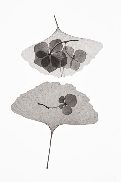Levně Plakát, Obraz - Botanical 35, Lenka, 26.7 × 40 cm