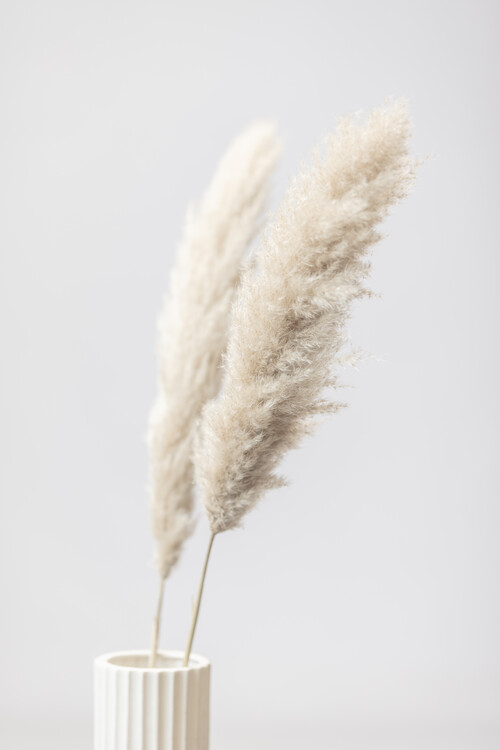 Poster Pampas Grass Grey 11