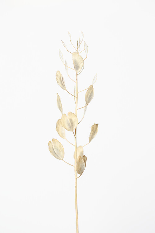 Canvas Print Solitary dried plant